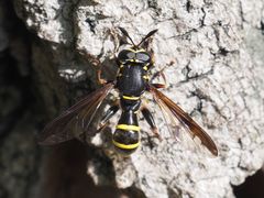 Sphiximorpha subsessilis