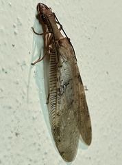 Corydalus flavicornis