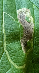 Agromyza aristata