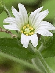 Cerastium nutans