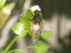 Brachyopa maculipennis