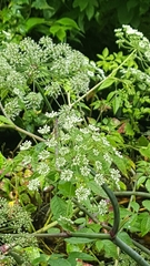 Ptilimnium capillaceum