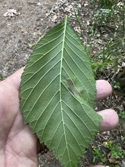 Agromyza aristata