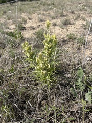 Castilleja citrina