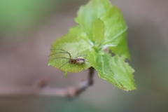 Neriene peltata