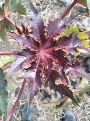 Ricinus communis