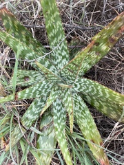 Aloe greatheadii