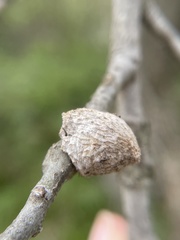 Callirhytis quercusventricosa