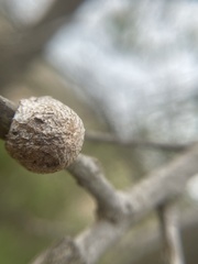 Callirhytis quercusventricosa
