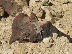 Pseudotrapelus sinaitus