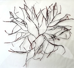 Vidalia colensoi
