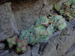 Crassula cremnophila