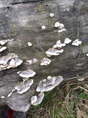Fungi