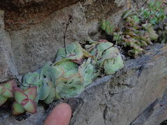 Crassula cremnophila