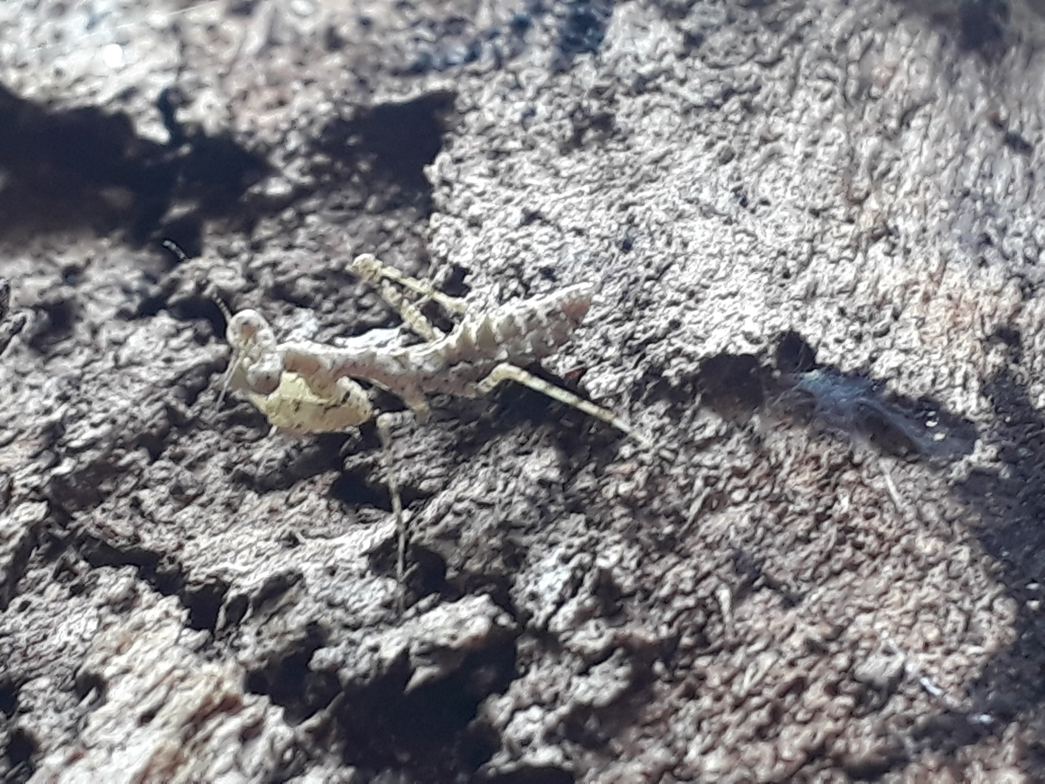 Pseudopogonogaster image