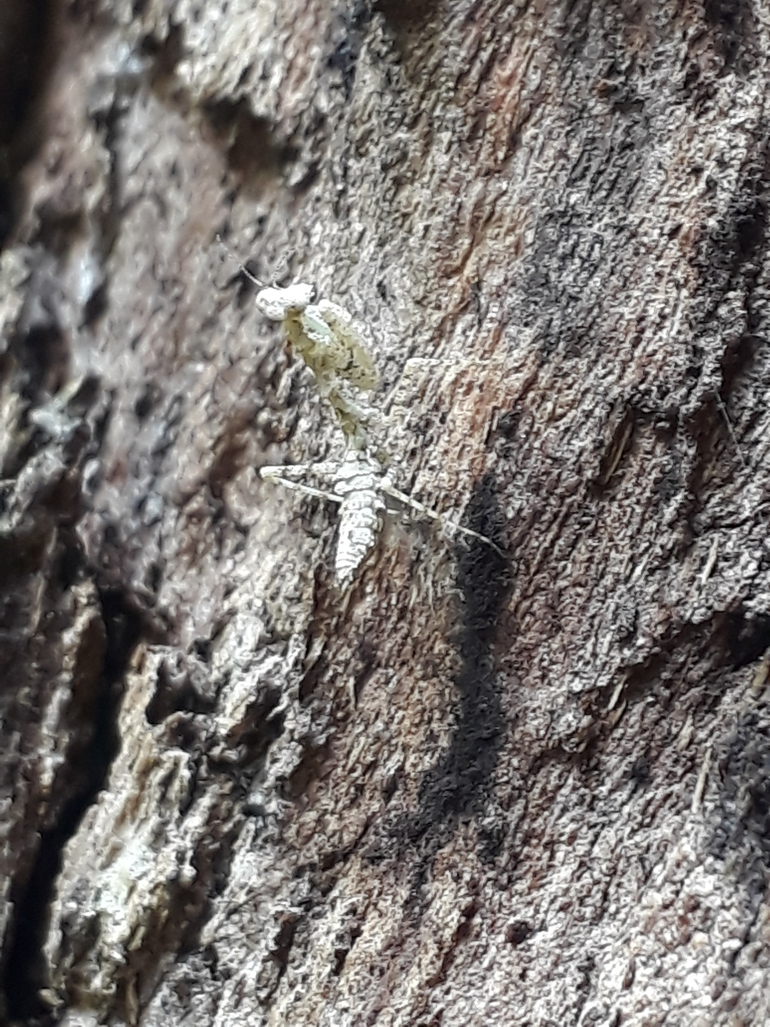 Pseudopogonogastrinae image