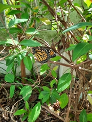 Danaus plexippus