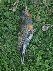 Turdus migratorius