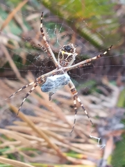 Argiope argentata