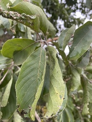 Combretum zeyheri