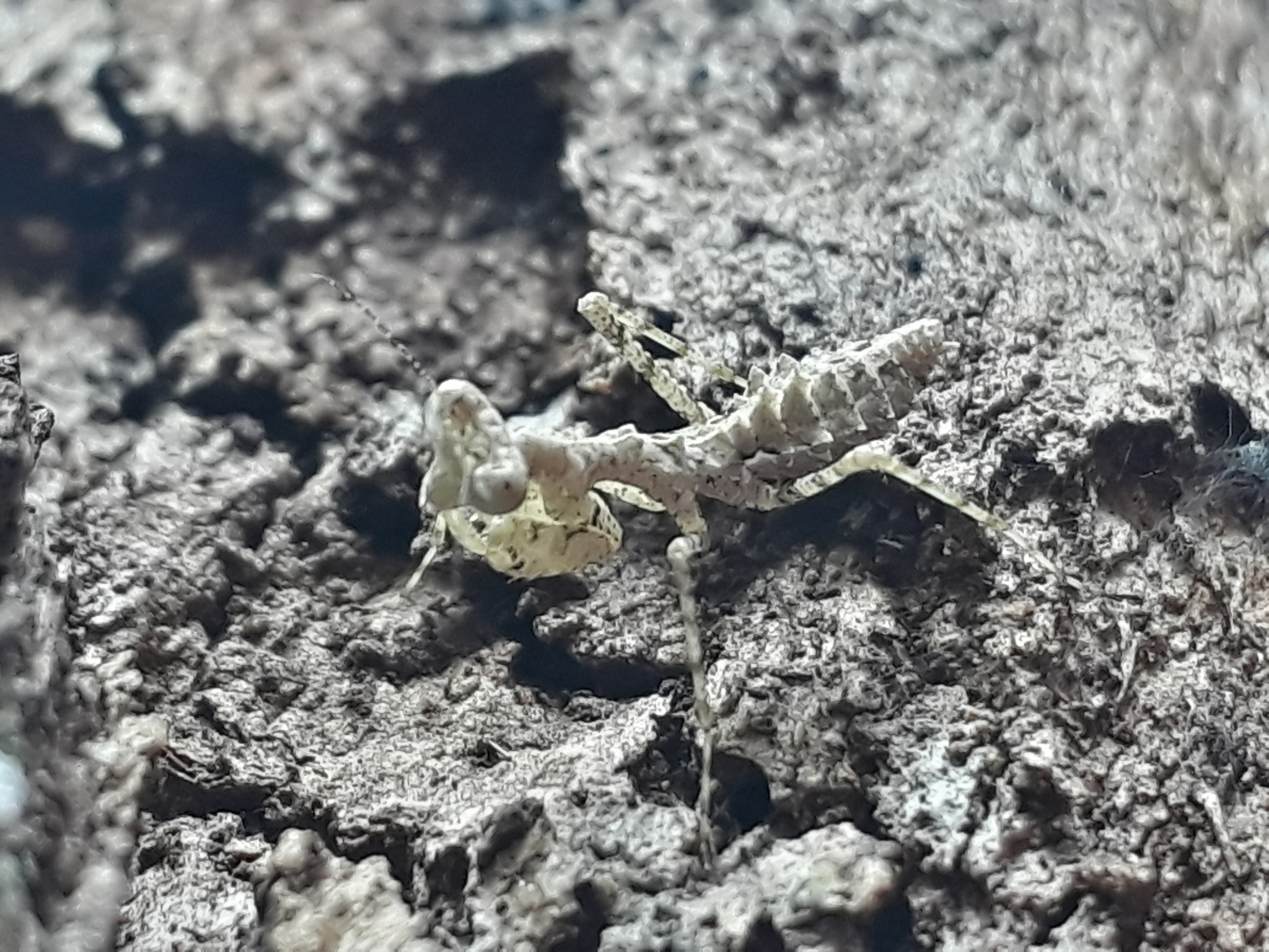 Pseudopogonogaster hebardi image