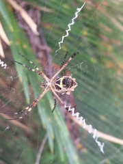Argiope argentata
