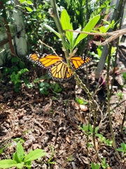 Danaus plexippus