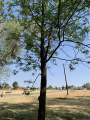 Gleditsia triacanthos inermis