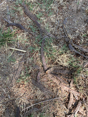 Gleditsia triacanthos inermis