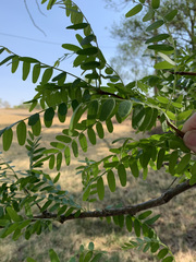 Gleditsia triacanthos inermis