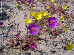 Cistanthe longiscapa