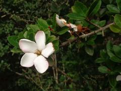 Hyperacanthus amoenus