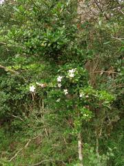 Hyperacanthus amoenus