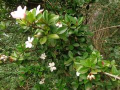 Hyperacanthus amoenus