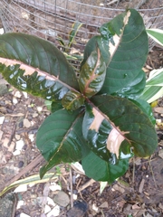 Graptophyllum