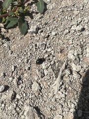 Disonycha triangularis