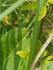 Cranistus colliurides