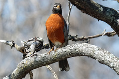 Turdus migratorius