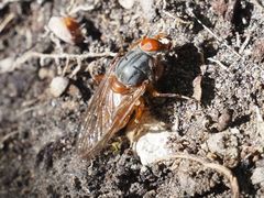 Brachyopa maculipennis