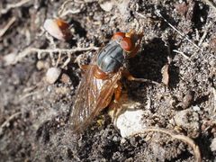 Brachyopa maculipennis