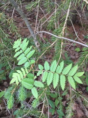 Sorbus decora
