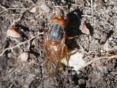 Brachyopa maculipennis