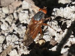 Brachyopa maculipennis