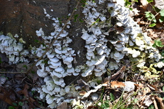 Schizophyllaceae