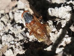 Brachyopa maculipennis