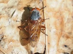 Brachyopa maculipennis