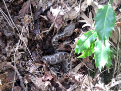 Vipera latastei