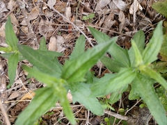 Wedelia acapulcensis