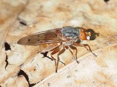 Brachyopa maculipennis