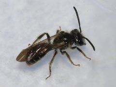 Gonandrena